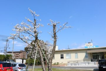 ニュースの写真2