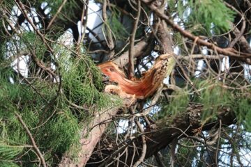 ニュースの写真9