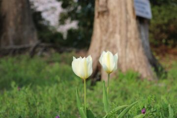 ニュースの写真6